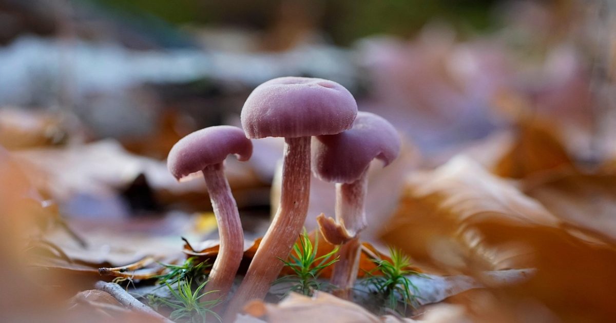 棕色尘埃2 wiki 数据看板界面截图，深紫夜空底色上排列着角色条目数、技能词条数与版本批次编号等统计面板，屏幕反光映出编辑桌面